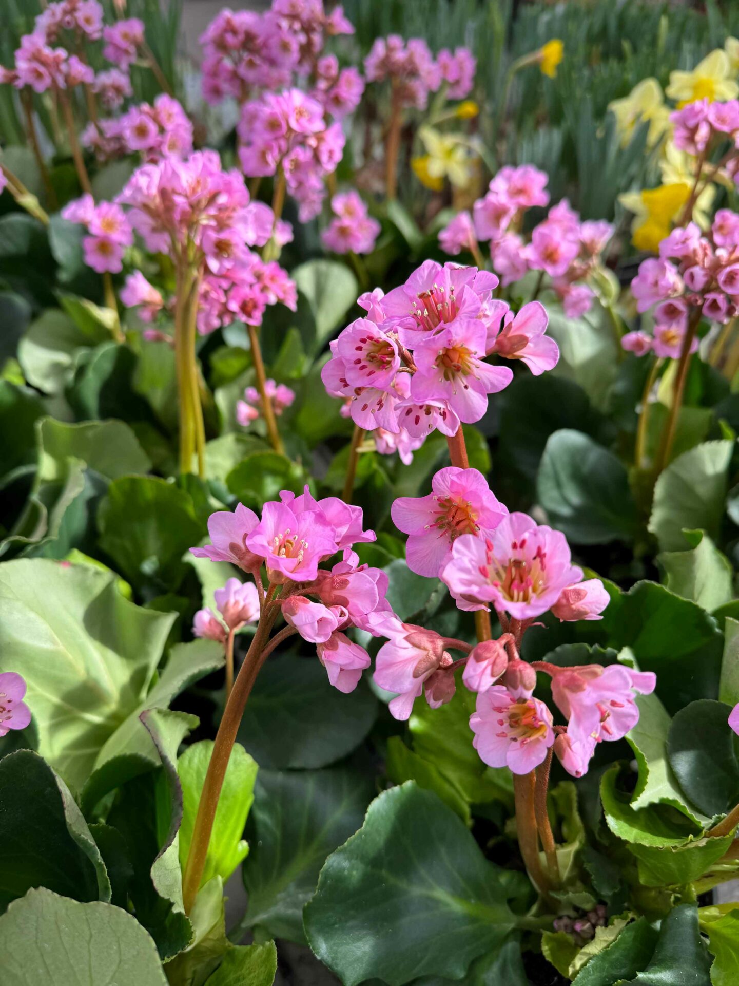 Maison Cathelin - Jardin - Fleuriste, Pépiniériste - Metz, Le Ban-Saint-Martin