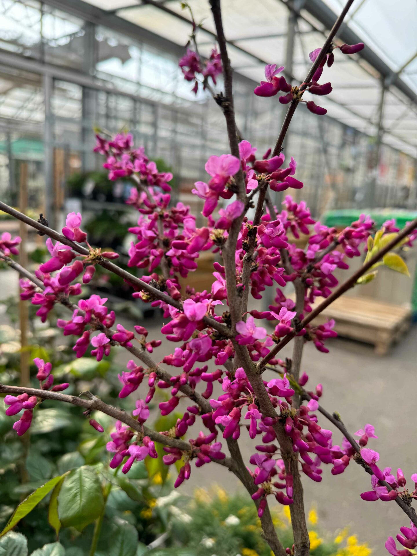 Maison Cathelin - Jardin - Fleuriste, Pépiniériste - Metz, Le Ban-Saint-Martin